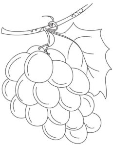 5.Gambar Mewarnai Buah Anggur