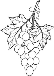 9.Gambar Mewarnai Buah Anggur