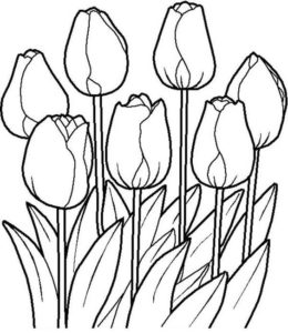 2.Gambar Mewarnai Bunga Tulip