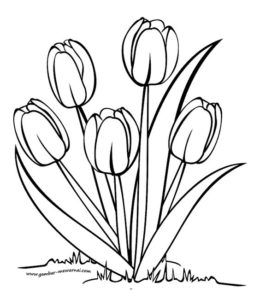 7.Gambar Mewarnai Bunga Tulip
