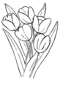 8.Gambar Mewarnai Bunga Tulip