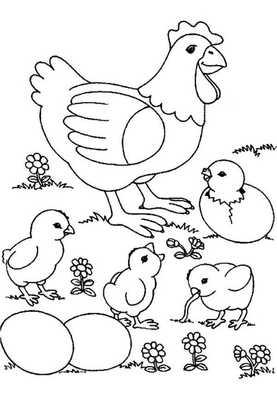 √ Gambar Mewarnai Ayam Untuk Anak TK,SD dan PAUD
